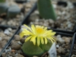 Lithops lesliei albigiold 111023-2