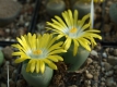 Lithops olivacea 111023-1