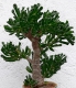 Crassula horntree 'Fingerpflanze'