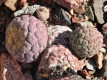 Tephrocactus geometricus und Puna bonnieae