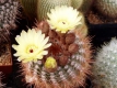 Notocactus  ?