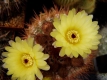 Notocactus  scopa?