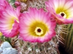 Notocactus rutilans