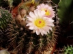 Notocactus  roseoluteus?