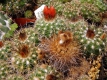 Parodia mairanana