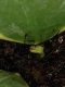Hoya kerii "variegata"