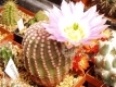 Echinocereus pectinatus