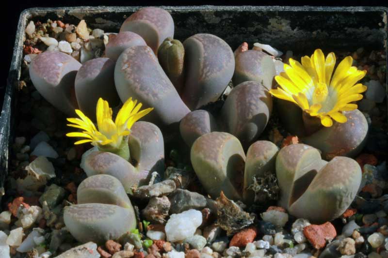 Lithops comptonii C125