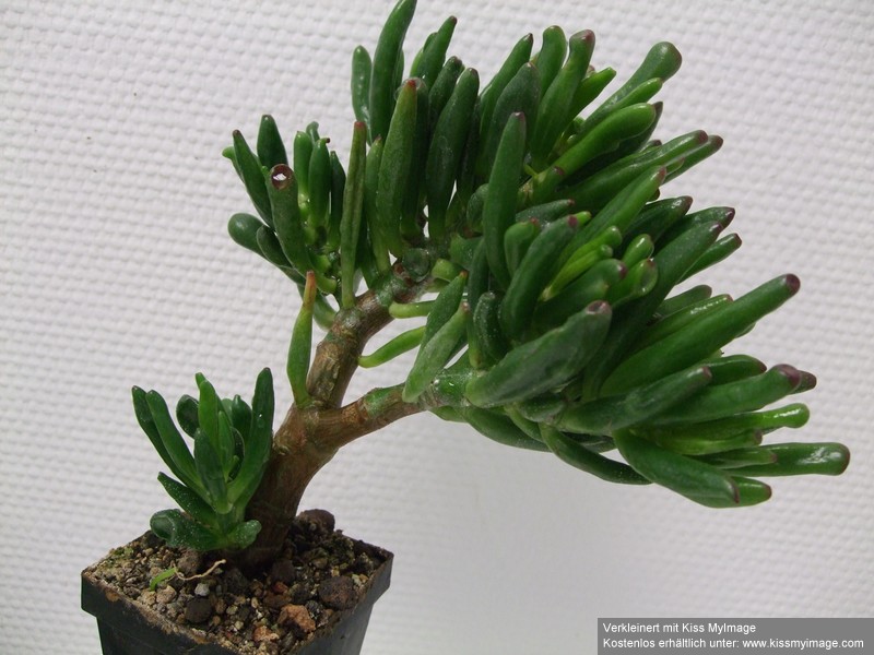 Crassula ovata monstrosa_klein.jpg