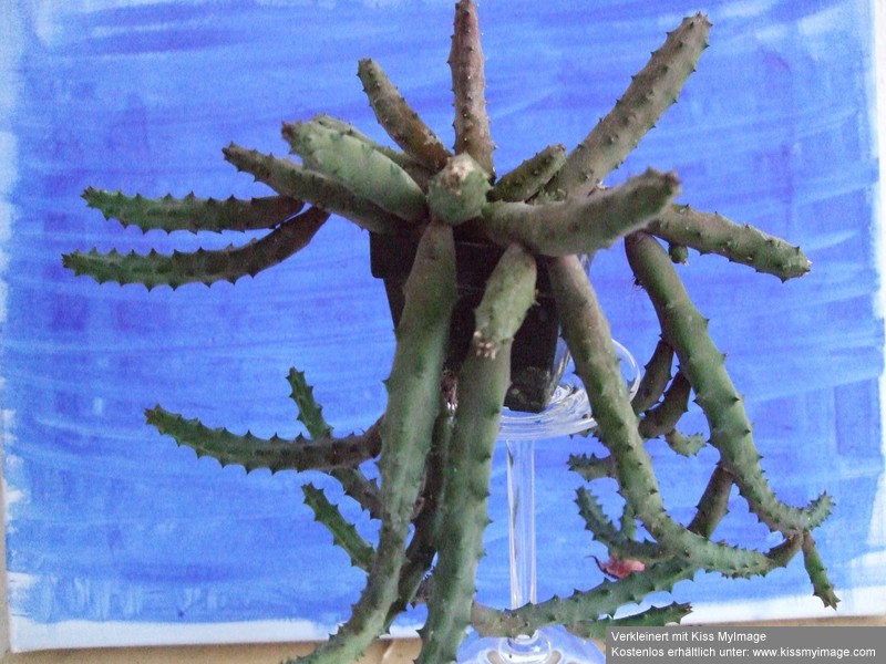 Huernia pendurata 2_klein.jpg