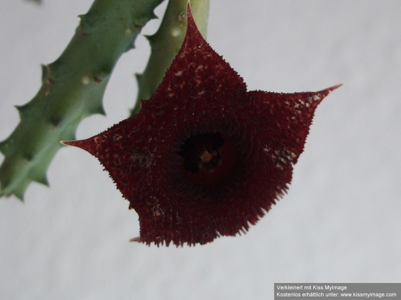 Huernia Blüte_klein.jpg