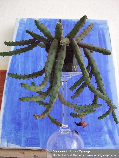 Huernia pendurata_klein.jpg