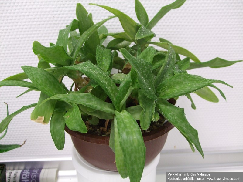 Ledebouria sp 2_klein.jpg