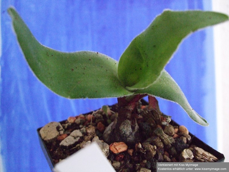 Ledebouria hypoxidioides_klein.jpg