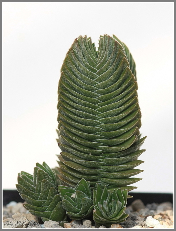 Wasserzeichen_Crassula.JPG