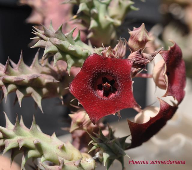 Huernia schneideriana 600x400.jpg