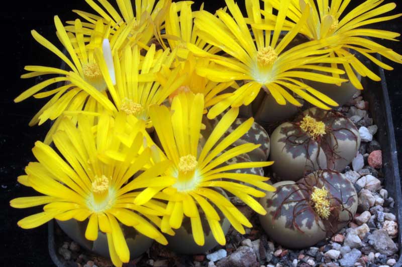 Lithops-dorothea-C300.jpg