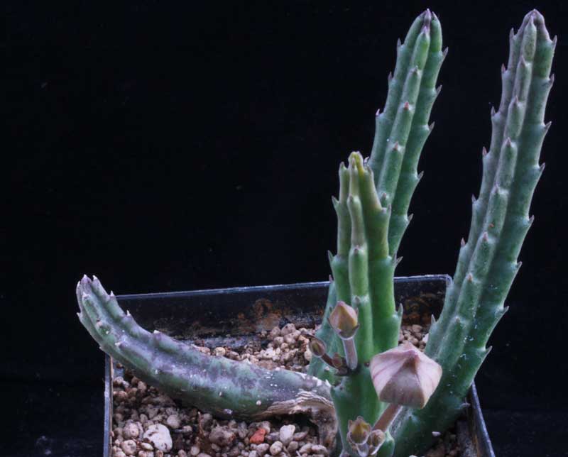 Stapelia_paniculata_1.jpg