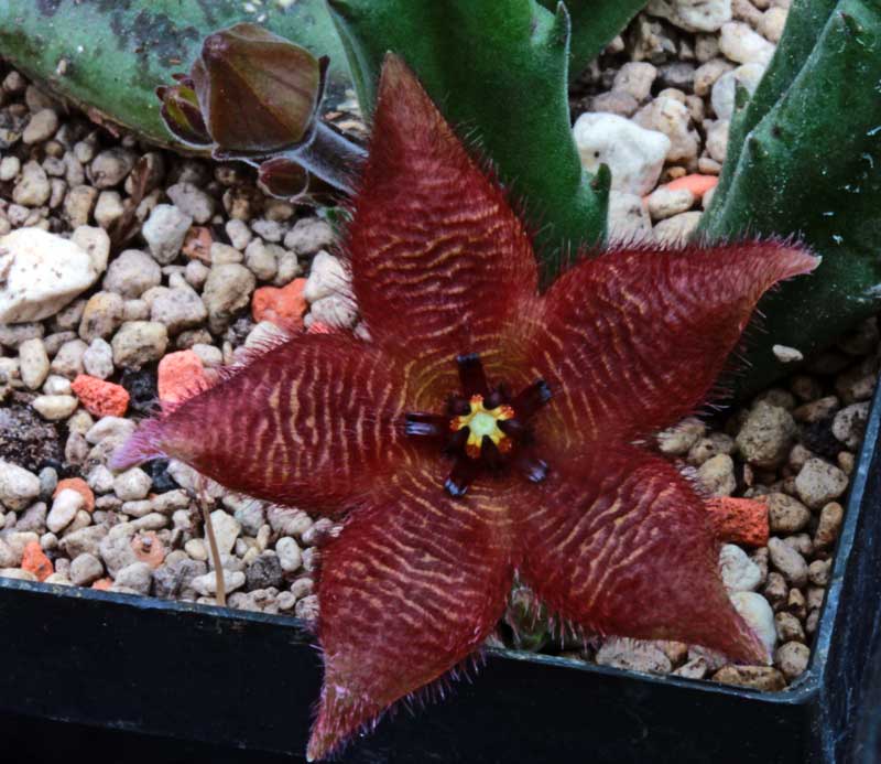 Stapelia_paniculata_2.jpg