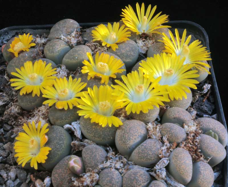 Lithops_localis_var_terricolor.jpg