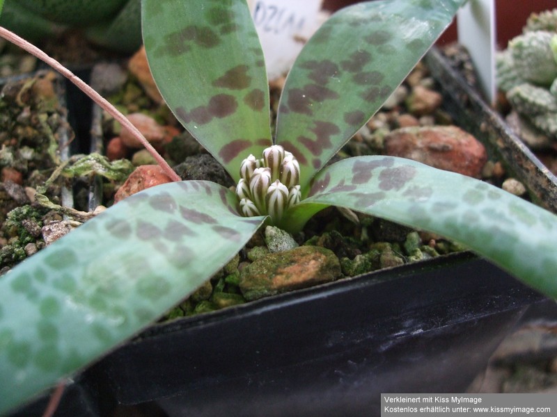 Lachenalia pusilla 28.09_klein.jpg