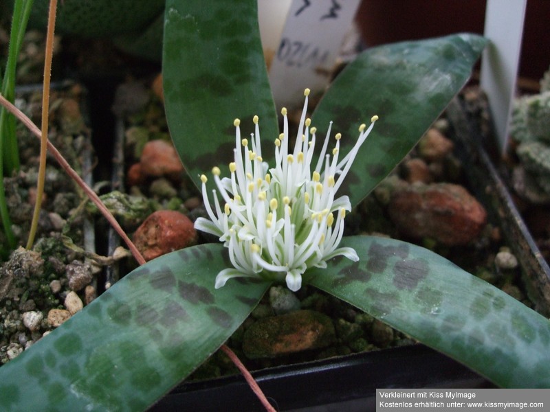 Lachenalia pusilla_klein.jpg