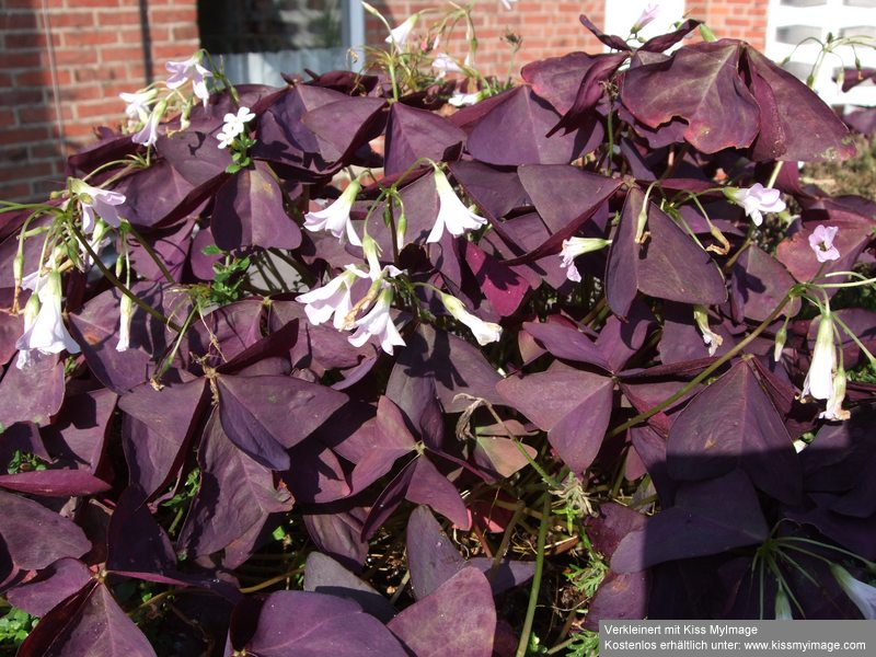 Oxalis triangularis_klein.jpg