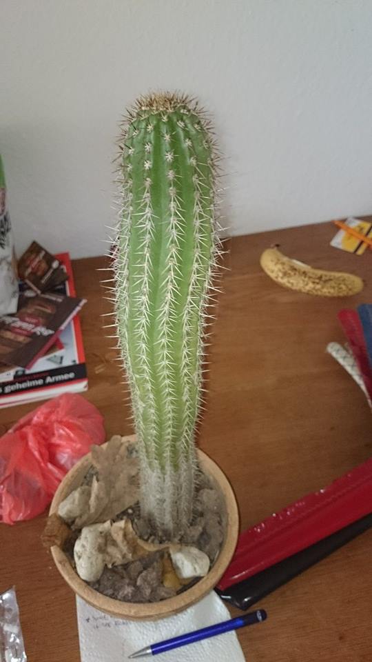 kaktus4.jpg