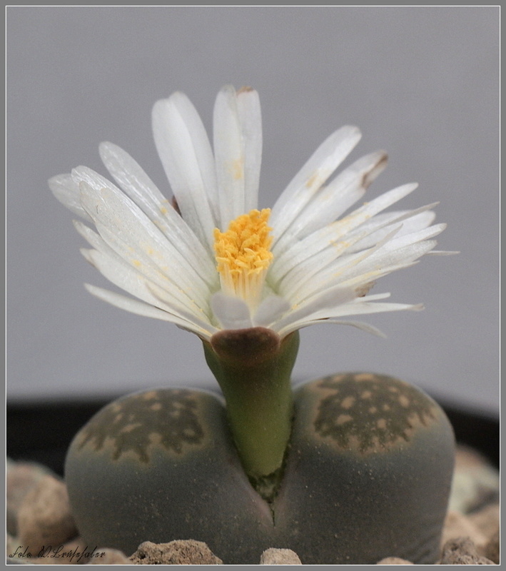 Lithops salicola??