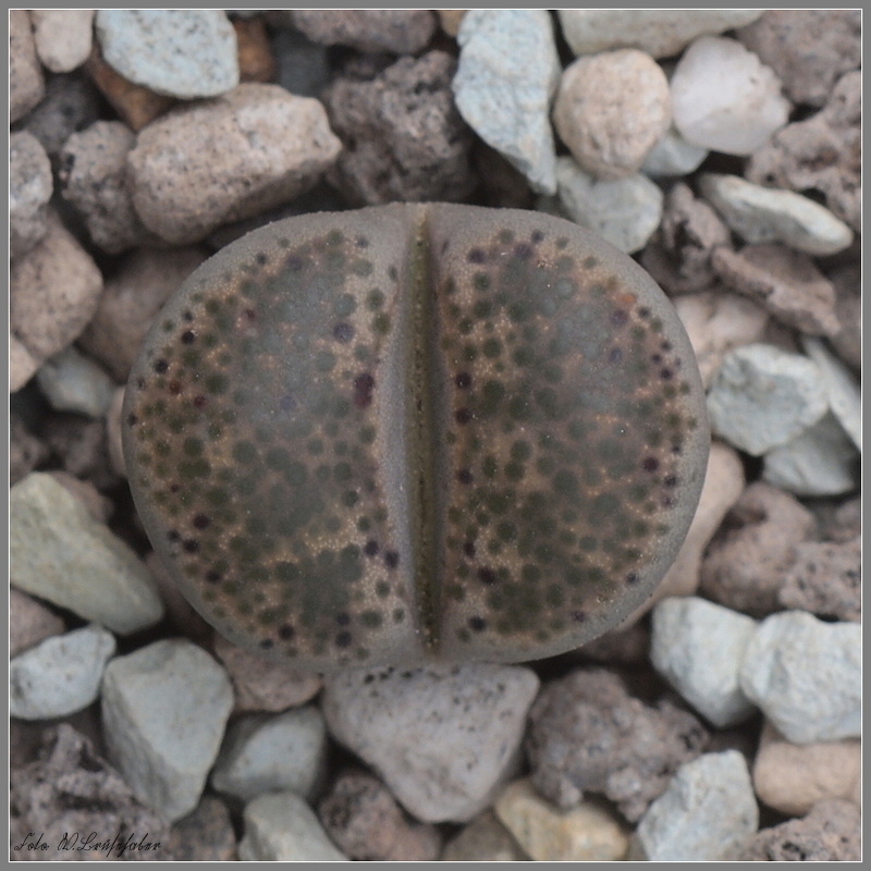 Wasserzeichen_Lithops_terricolor.JPG