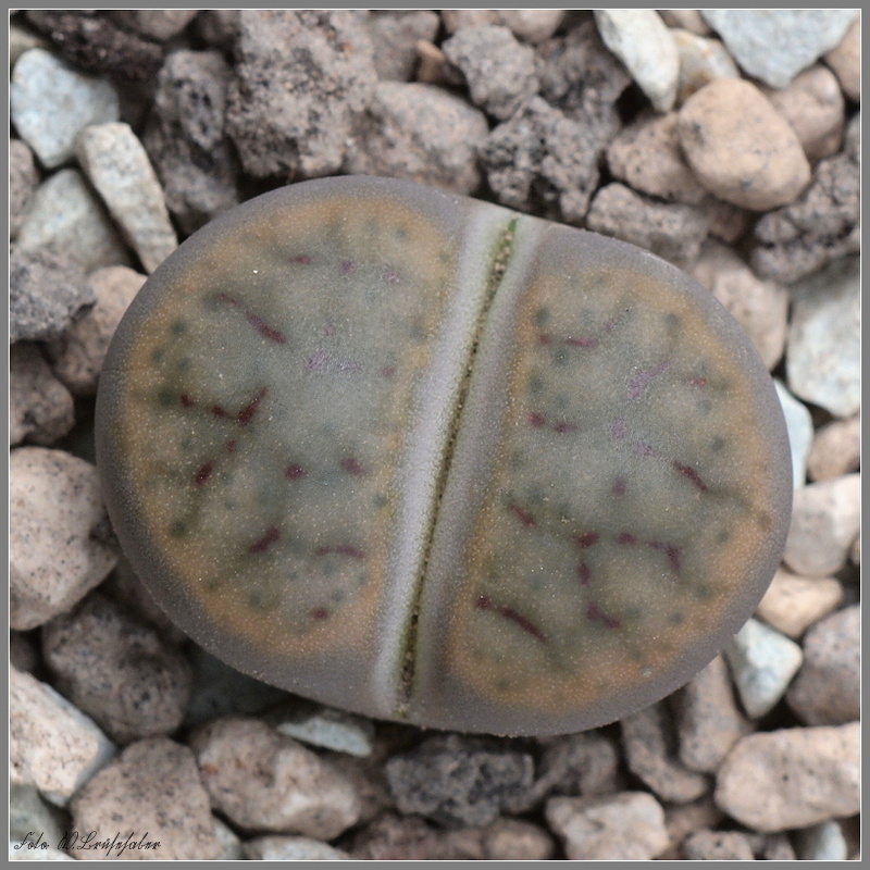 Wasserzeichen_Lithops_schwantesii.JPG