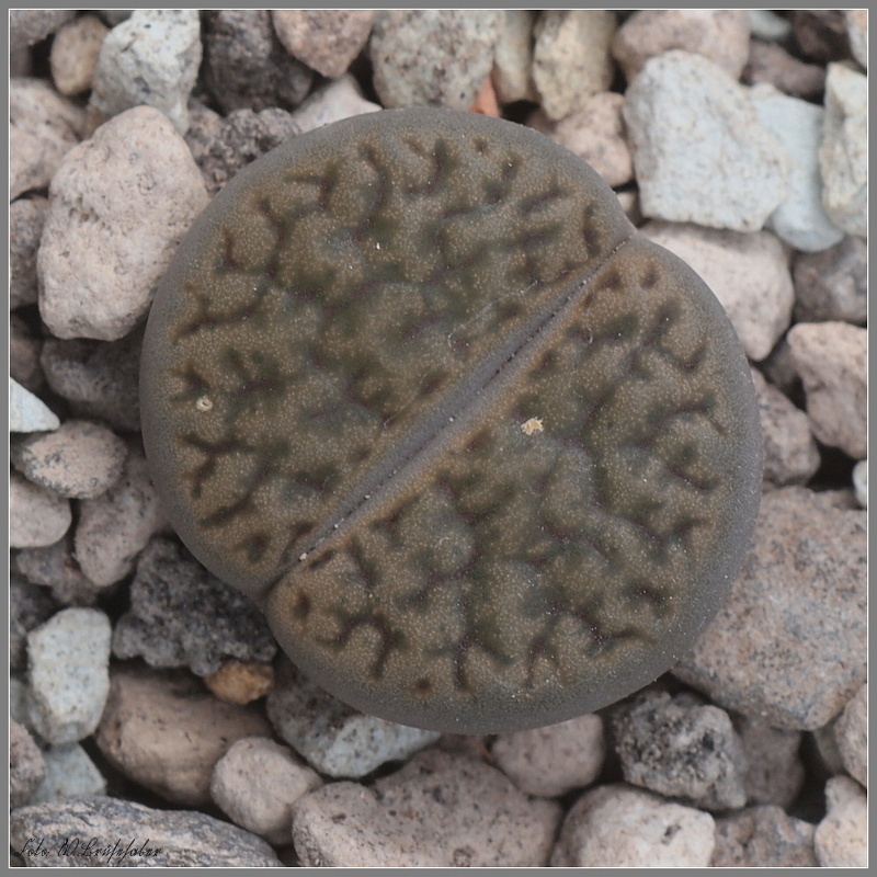 Wasserzeichen_Lithops_lesliei.JPG