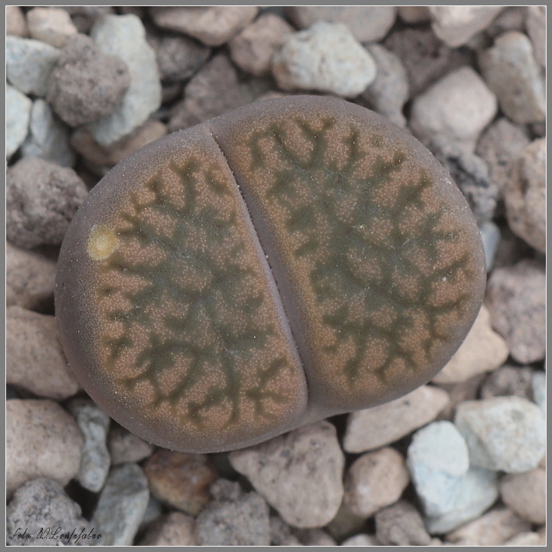 Wasserzeichen_Lithops_hookeri.JPG