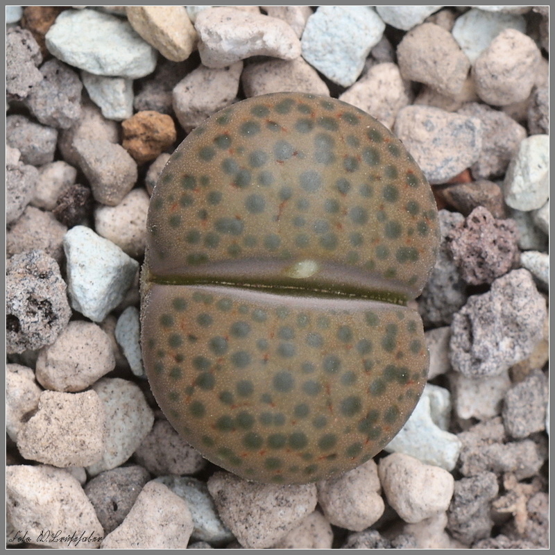 Wasserzeichen_Lithops_fulviceps.JPG