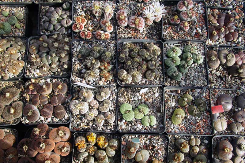 lithops_abgeblüht_1.jpg