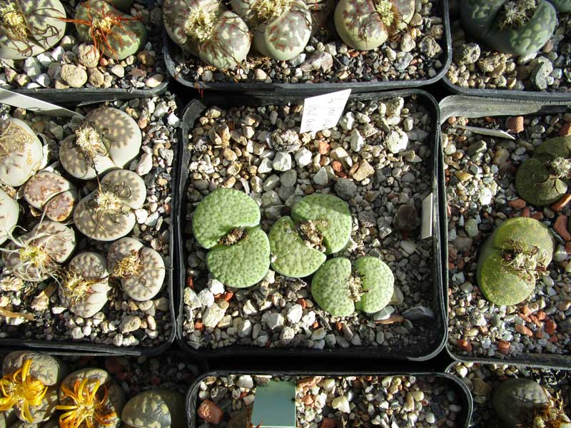 lithops_abgeblüht_2.jpg