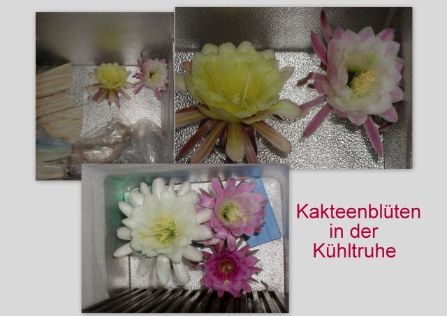 Kakteenblüten in der Kühltruhe 2 klein.jpg