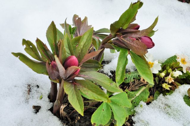 Helleborus klein.jpg