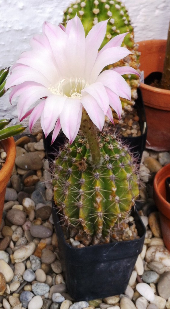 Echinopsis oxygona 04-03.08.2014.JPG