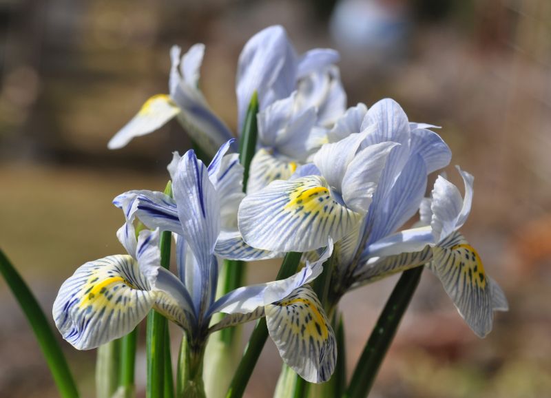 Iris reticulata Katharine Hodgin klein.jpg
