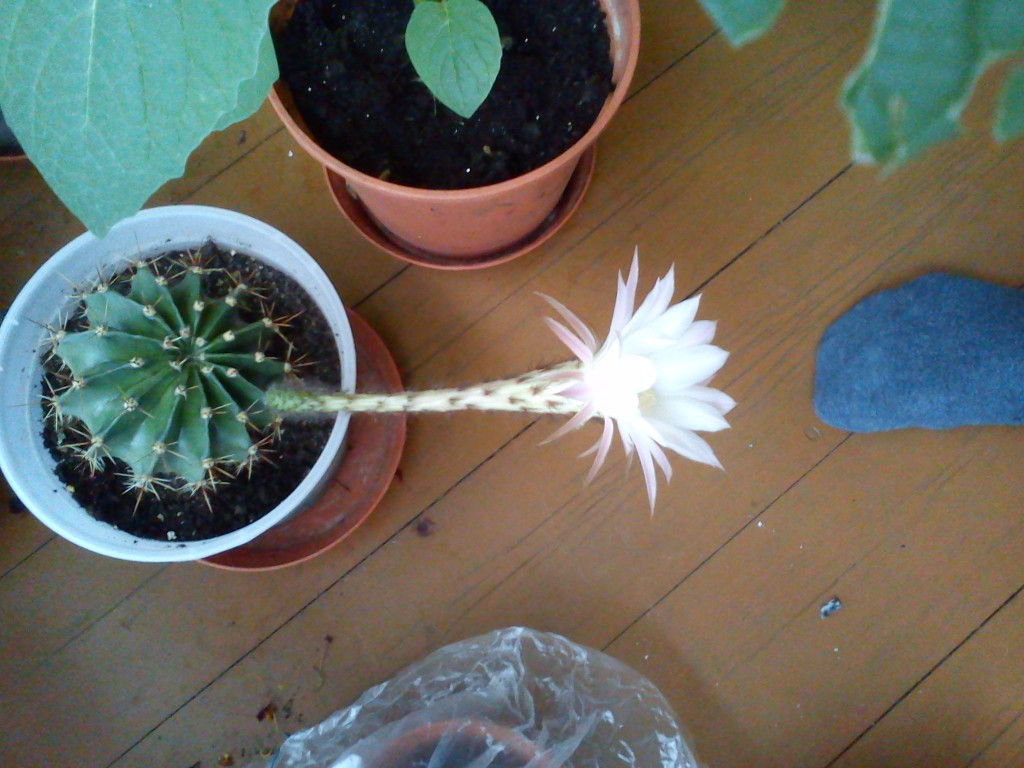 1.Kaktus Echinopsis