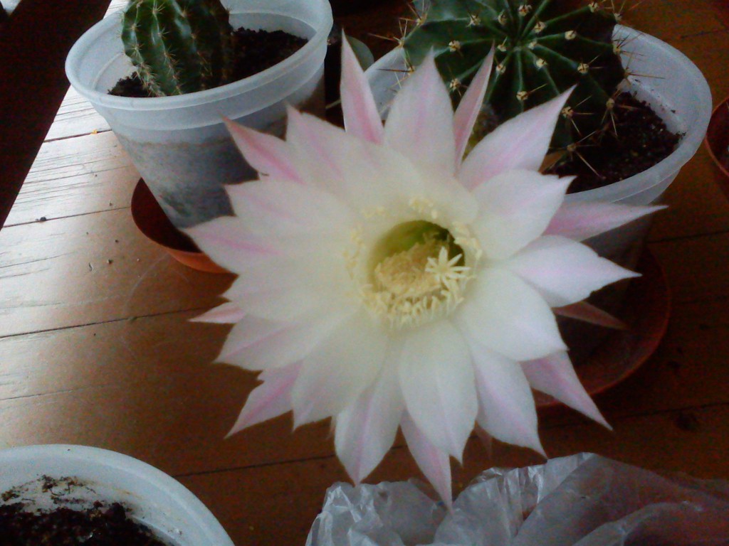 1. Katkus Echinopsis