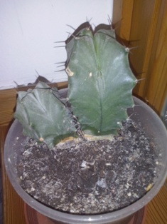 2. Kaktus