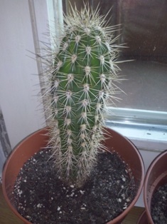 4. Kaktus
