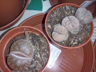 Lithops