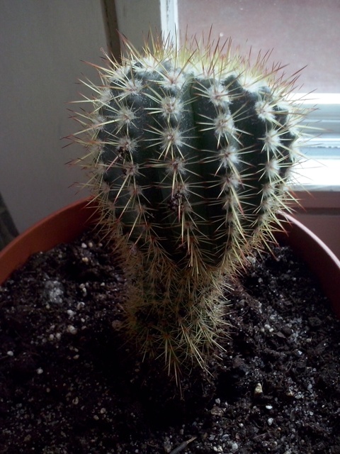 5. Kaktus