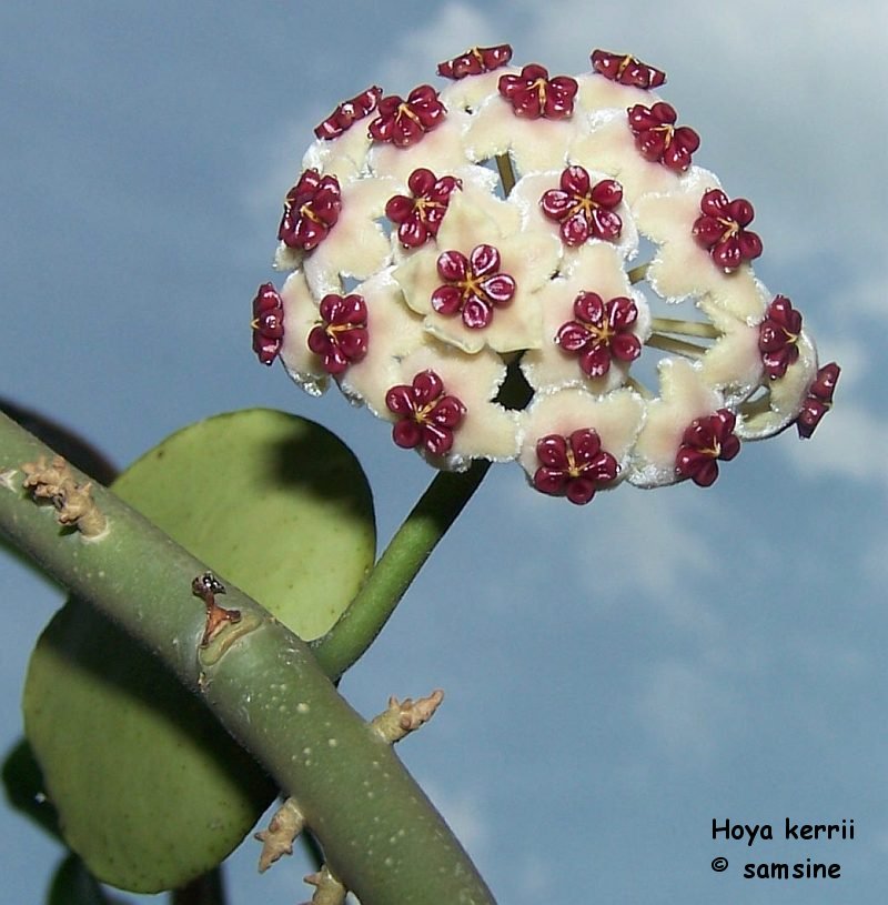 Hoya kerrii