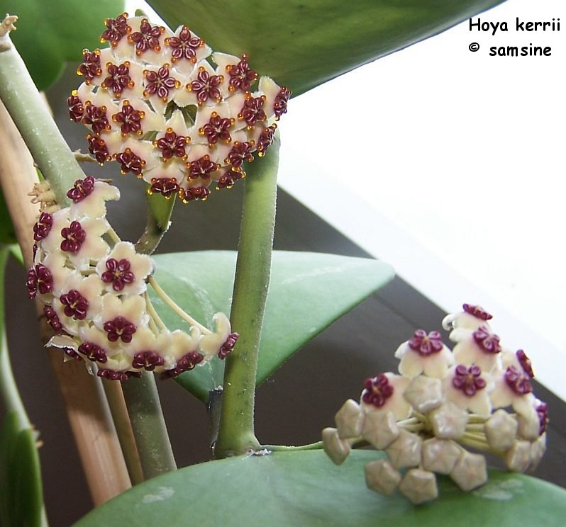 Hoya kerrii