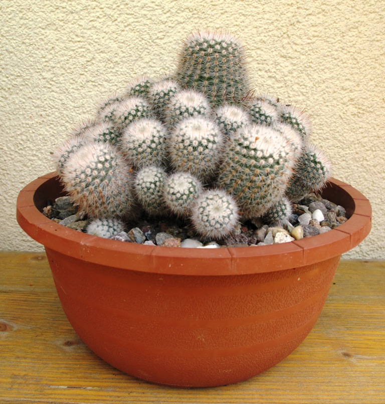 Mammillaria 01-25.05.2015.JPG