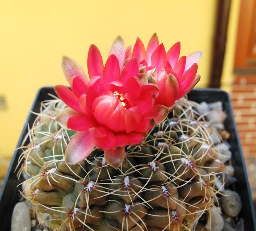 Gymnocalicium 04-07.07.2014.JPG